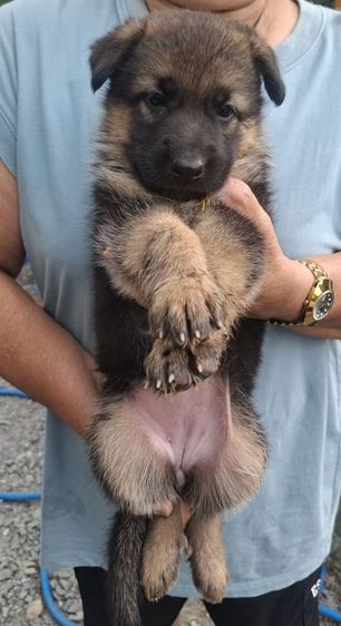 เยอรมันเชพเพิร์ด (German Shepherd) ใหญ่ เปิดจองลูกสุนัขเยอรมันเชพเพิร์ดแท้