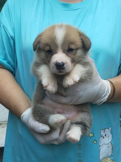 คอร์กี้ (Corgi) กลาง ขายลูกสุนัขคอร์กี้แท้