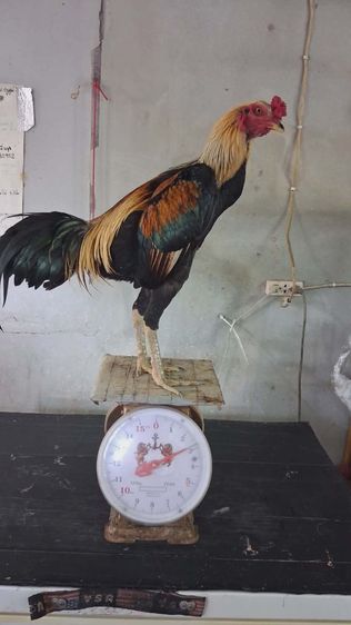 ไก่หนุ่มรอยสวย