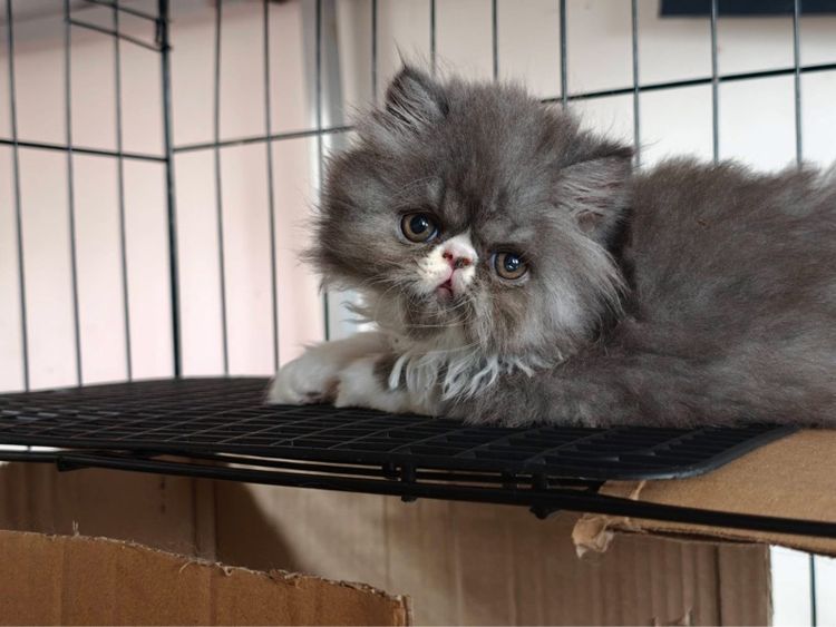 เปอร์เซีย (Persian) แมวหน้าบี้ เปอร์เซีย-เอ็กโซติก ขนยาว สินสอดเริ่มต้น 4,500