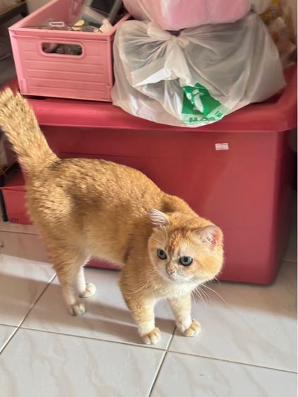 แมวพันธุ์บริติชช็อตแฮร์สีทอง ตัวผู้ อายุ1ปี รูปที่ 4