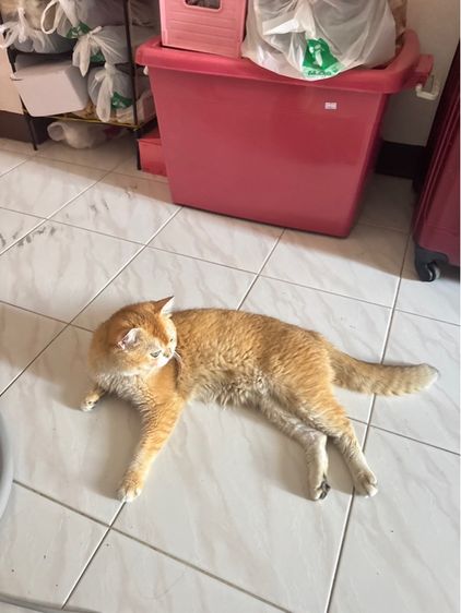 แมวพันธุ์บริติชช็อตแฮร์สีทอง ตัวผู้ อายุ1ปี รูปที่ 8