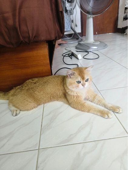 แมวพันธุ์บริติชช็อตแฮร์สีทอง ตัวผู้ อายุ1ปี รูปที่ 2