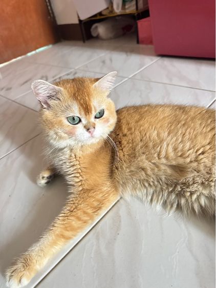 แมวพันธุ์บริติชช็อตแฮร์สีทอง ตัวผู้ อายุ1ปี รูปที่ 9