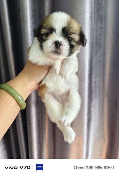 ชิสุ (Shih Tzu) เล็ก ลูกครึ่งชิวาว่าชิสุ