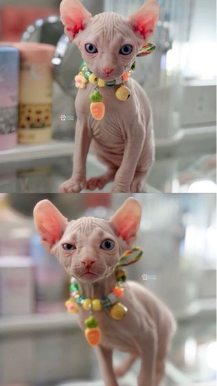สฟิงซ์ รูปที่ 3
