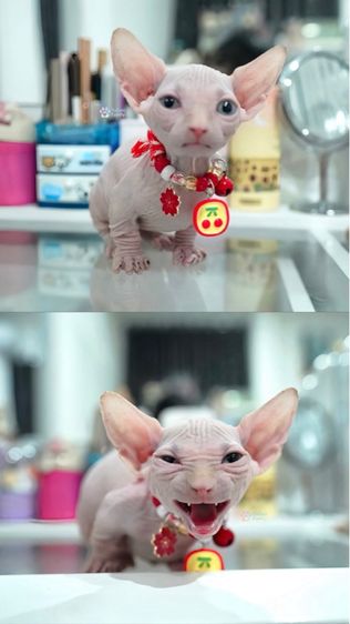 สฟิงซ์ รูปที่ 4