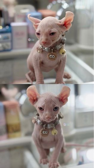 สฟิงซ์ รูปที่ 6
