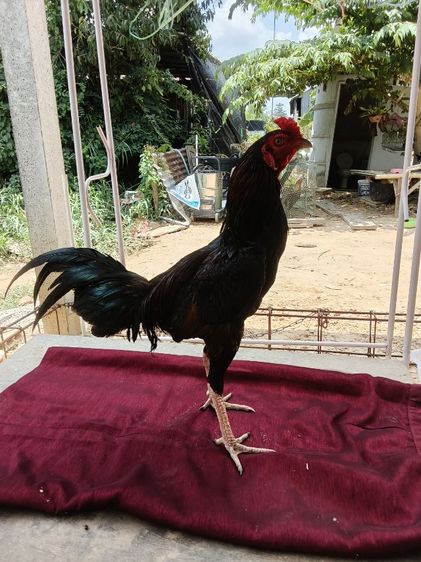 ไก่หนุ่มขึ้นฝูง 2.2 โตได้อีกเยอะ