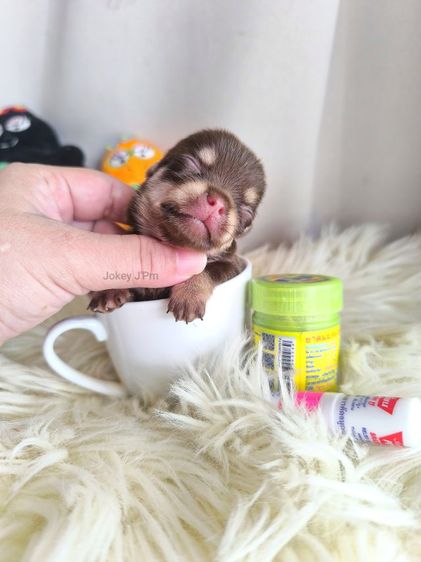 ชิวาวา (Chihuahua) เล็ก เปิดจอง ชิวาวาแท้