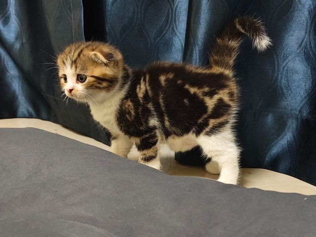 สก็อตติช โฟลด์ (Scottish Fold) แมวสก็อตติชโฟลด์