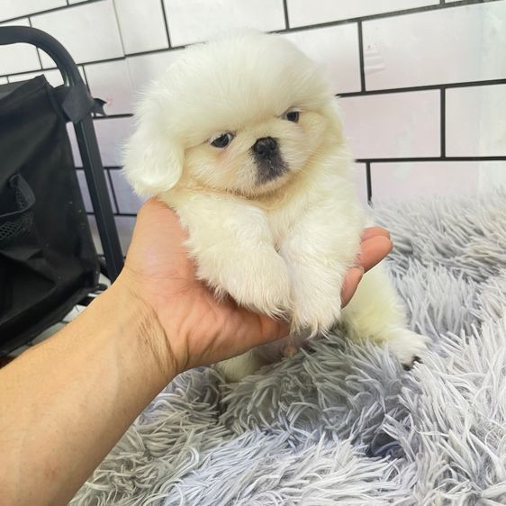 ปักกิ่ง (Pekingese) เล็ก ลูกหมาพันธ์ปักกิ่ง แท้