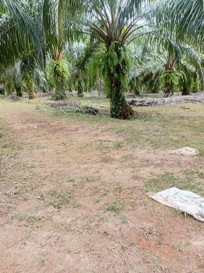 ขายที่ดินพร้อมสวนปาล์ม ทำเลทอง 26 ไร่ 97.1 ตรว. เมืองพังงา หลังการยางแห่งประเทศไทย จ.พังงา รูปที่ 3