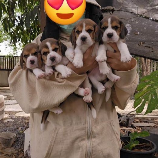 บีเกิล (Beagle) เล็ก ลูกสุนัขบีเกิ้ล