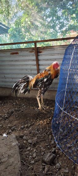 ไก่เหลืองหางขาวออกด่าง สีทอง โครงสร้างดี ยืนสวย เกรดพ่อพันธุ์ครับ ราคา 1800 บาท โทร0843984630 ได้อยู่ปัตตานีครับ รูปที่ 3