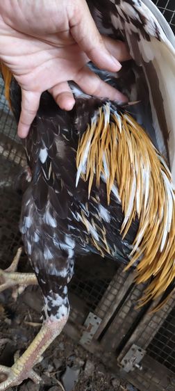 ไก่เหลืองหางขาวออกด่าง สีทอง โครงสร้างดี ยืนสวย เกรดพ่อพันธุ์ครับ ราคา 1800 บาท โทร0843984630 ได้อยู่ปัตตานีครับ รูปที่ 4