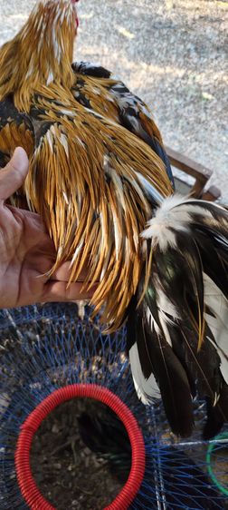 ไก่เหลืองหางขาวออกด่าง สีทอง โครงสร้างดี ยืนสวย เกรดพ่อพันธุ์ครับ ราคา 1800 บาท โทร0843984630 ได้อยู่ปัตตานีครับ