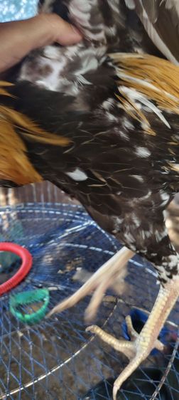 ไก่เหลืองหางขาวออกด่าง สีทอง โครงสร้างดี ยืนสวย เกรดพ่อพันธุ์ครับ ราคา 1800 บาท โทร0843984630 ได้อยู่ปัตตานีครับ รูปที่ 5