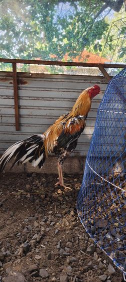 ไก่เหลืองหางขาวออกด่าง สีทอง โครงสร้างดี ยืนสวย เกรดพ่อพันธุ์ครับ ราคา 1800 บาท โทร0843984630 ได้อยู่ปัตตานีครับ รูปที่ 2