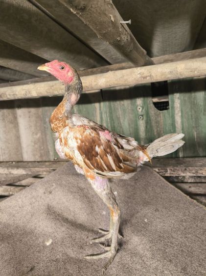ไก่อายุ 5 เดือน