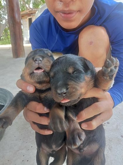 ลูกร็อคไวเลอร์ รูปที่ 4