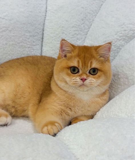 แมวบริติชช็อตแฮร์