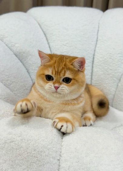 แมวบริติชช็อตแฮร์ รูปที่ 3