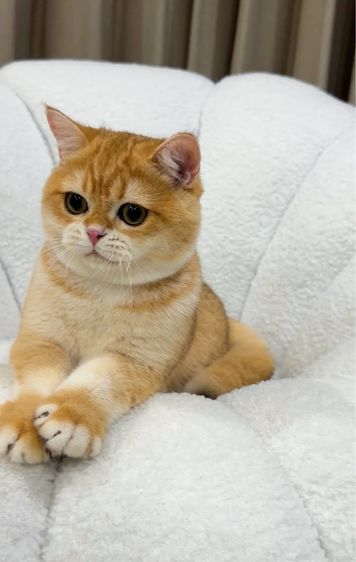 แมวบริติชช็อตแฮร์ รูปที่ 4