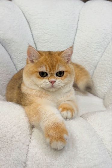 แมวบริตติชช็อตแฮร์