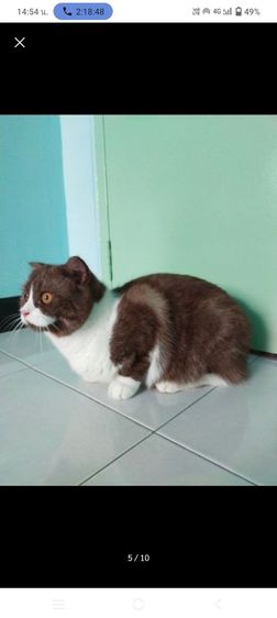 แมว scottish fold รูปที่ 2
