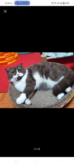 แมว scottish fold รูปที่ 3