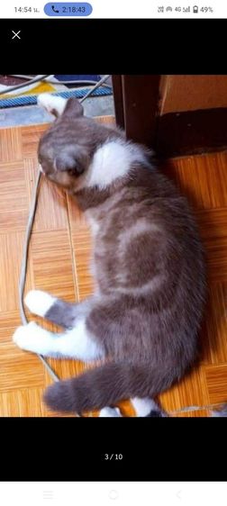 แมว scottish fold รูปที่ 4