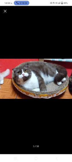 สก็อตติช โฟลด์ (Scottish Fold) แมว scottish fold