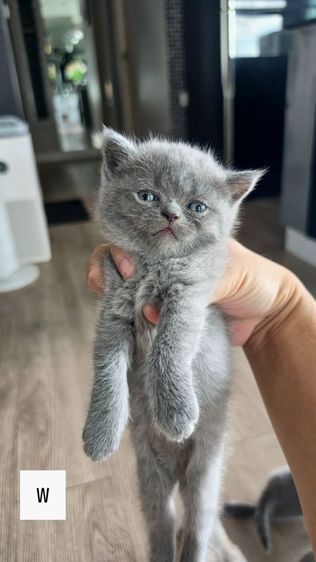 สก็อตติช โฟลด์ (Scottish Fold)  น้องแมว British x Scottish สีบลู
