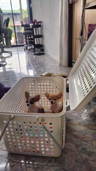 ชิวาวา (Chihuahua) เล็ก ปอมผสมชิวาว่า