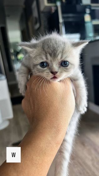 สก็อตติช โฟลด์ (Scottish Fold) ลูกแมว British x Scottish เพศ ช ญ