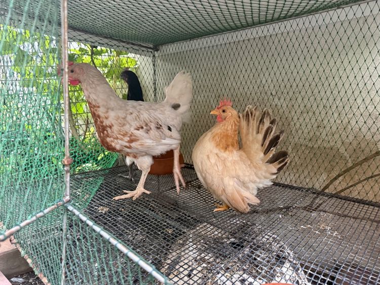 ไก่อีสเตอร์ 2 เดือน 2 ตัว