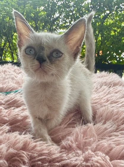 วิเชียรมาศ (Siamese Cat) แมวเปอร์เซียผสมวิเชียรมาส