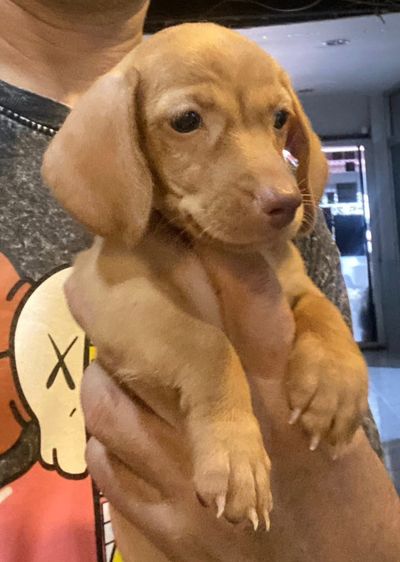 ดัชชุน (Dachshund) เล็ก สุนัขพันธุ์ดัชชุนมินิ