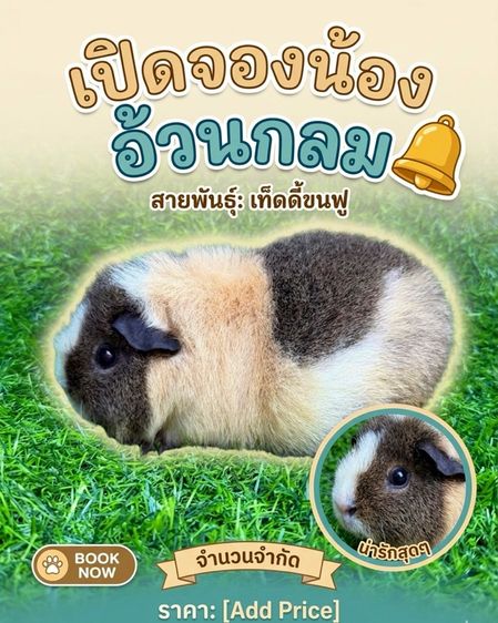 แกสบี้สายพันธุ์เท็ดดี้แบร์ รูปที่ 2