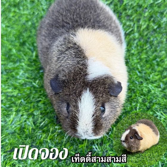 แกสบี้สายพันธุ์เท็ดดี้แบร์