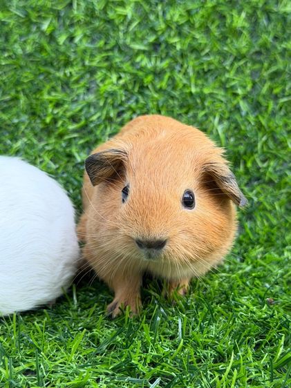 แกสบี้สีเรดแคริเพศเมีย