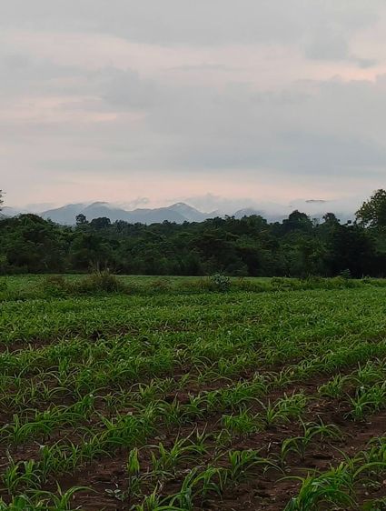 ขายที่วังไทร 16 ไร่ ปากช่อง ขายถูก ด่วน ไร่ละ 750,000 ที่ดินติดน้ำ วิวเขาปากช่องสวยเลย ใกล้เขายายเที่ยง ใกล้เทศบาลวังไทร ใกล้ถนนมิตรภาพ หนอง