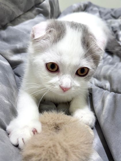 สก็อตติช โฟลด์ (Scottish Fold) แมวสก๊อตติช โฟลด์ อายุ 3 เดือน กทม ค้าบ