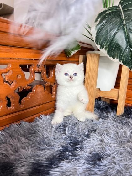 ลูกแมวบริติช รูปที่ 8