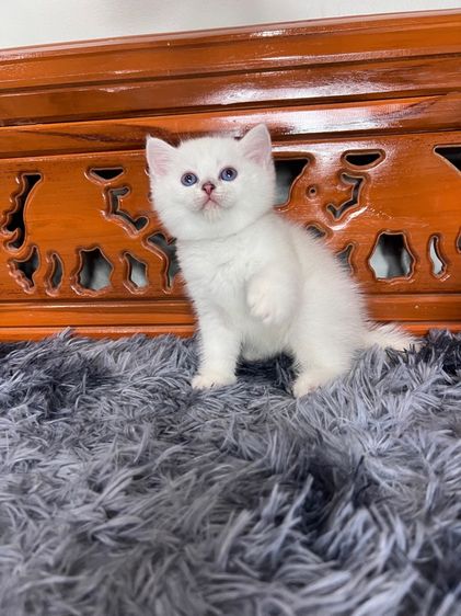 ลูกแมวบริติช รูปที่ 3