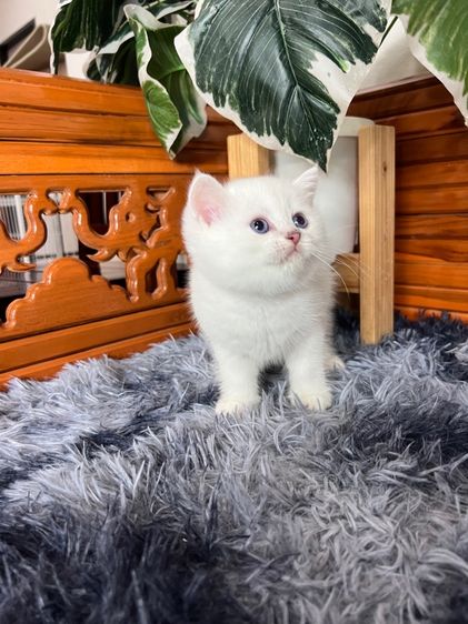 ลูกแมวบริติช รูปที่ 2