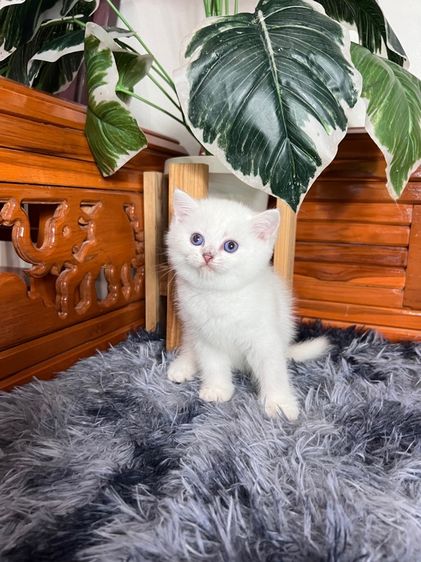 ลูกแมวบริติช