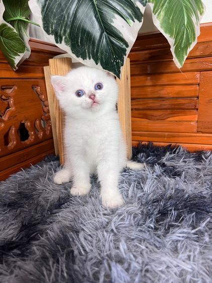 ลูกแมวบริติช รูปที่ 4