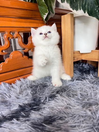 ลูกแมวบริติช รูปที่ 7